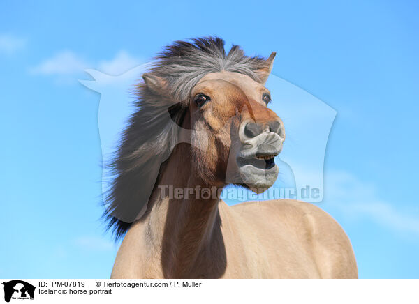 Islnder Portrait / Icelandic horse portrait / PM-07819