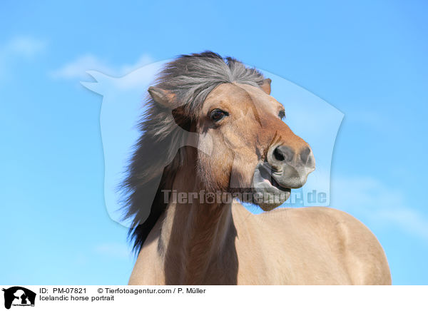 Islnder Portrait / Icelandic horse portrait / PM-07821