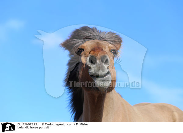 Islnder Portrait / Icelandic horse portrait / PM-07822