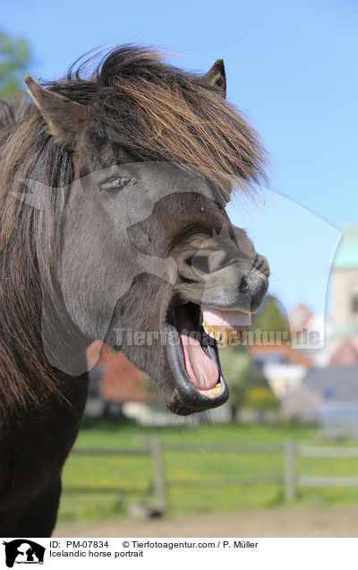 Islnder Portrait / Icelandic horse portrait / PM-07834