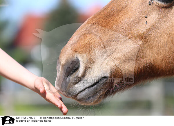 feeding an Icelandic horse / PM-07838