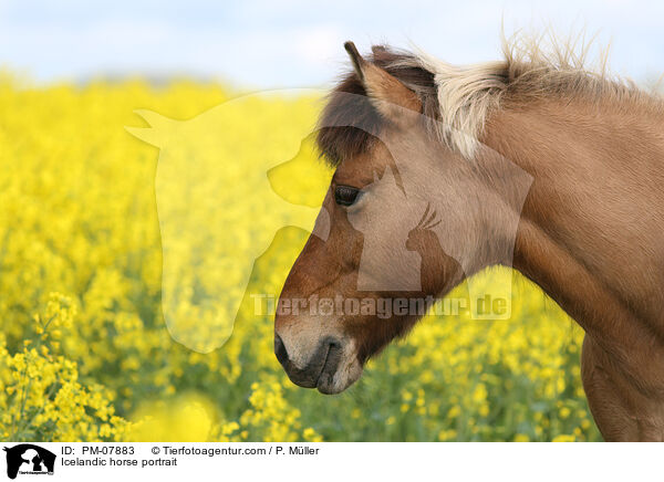 Islnder Portrait / Icelandic horse portrait / PM-07883