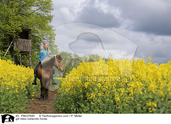 Mdchen reitet Islnder / girl rides Icelandic horse / PM-07890