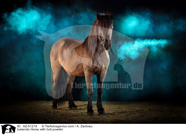 Islnder mit Holi Pulver / Icelandic Horse with holi powder / AZ-01219