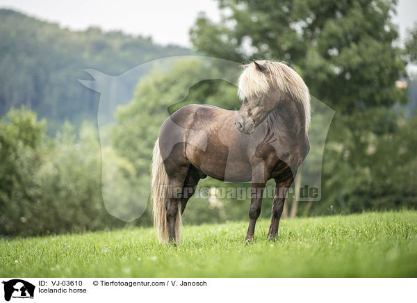 Isl�nder / Icelandic horse / VJ-03610