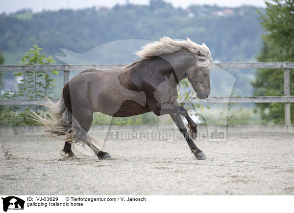 galoppierender Islnder / galloping Icelandic horse / VJ-03629