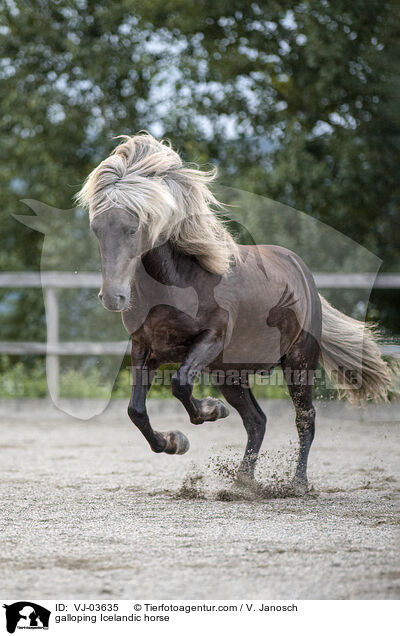 galloping Icelandic horse / VJ-03635