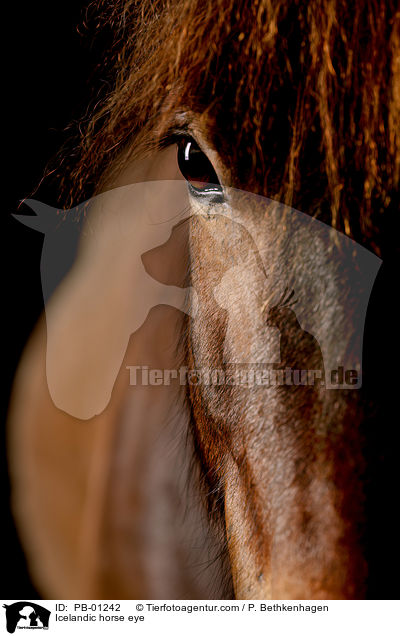 Icelandic horse eye / PB-01242