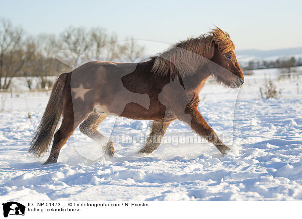 trabender Islnder / trotting Icelandic horse / NP-01473
