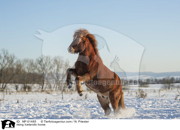 steigender Islnder / rising Icelandic horse / NP-01485