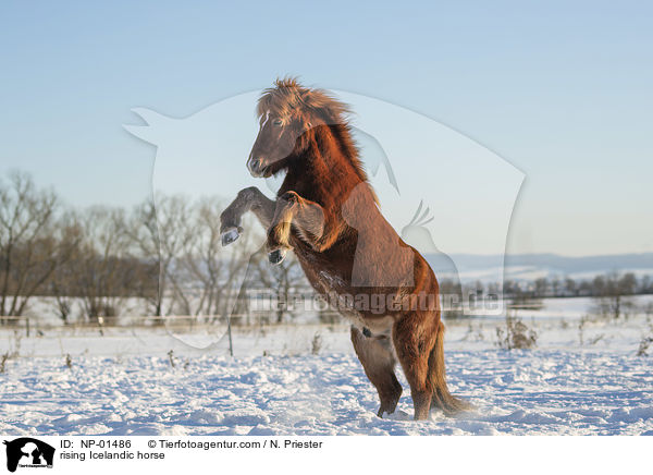 steigender Islnder / rising Icelandic horse / NP-01486