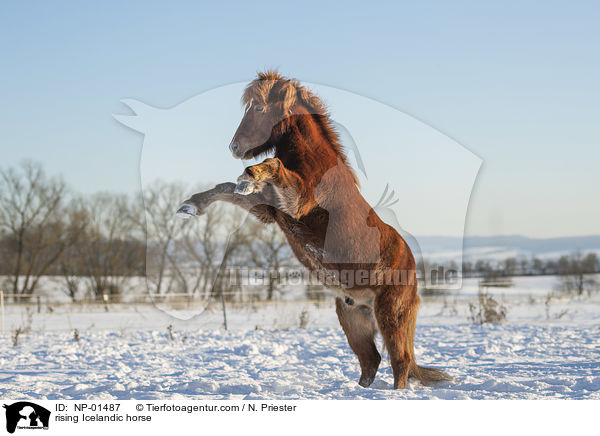 steigender Islnder / rising Icelandic horse / NP-01487
