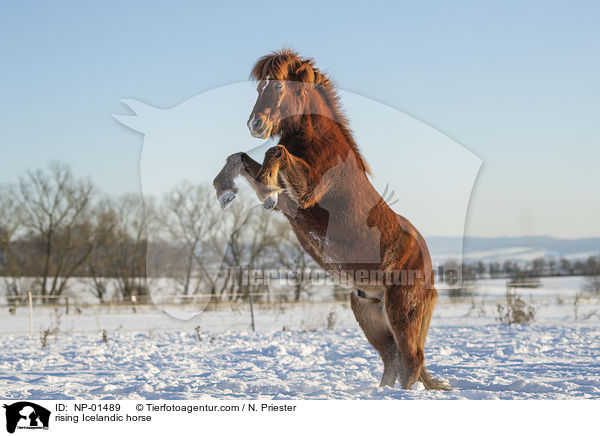 steigender Islnder / rising Icelandic horse / NP-01489