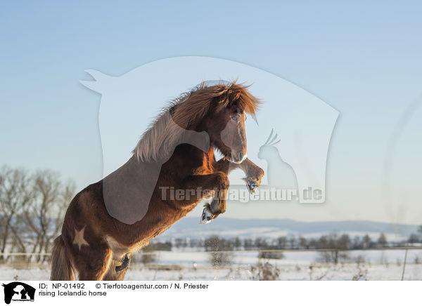 steigender Islnder / rising Icelandic horse / NP-01492