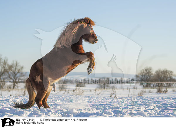 steigender Islnder / rising Icelandic horse / NP-01494