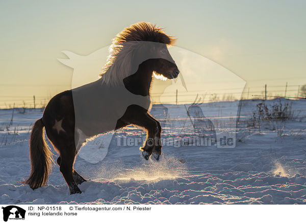 steigender Islnder / rising Icelandic horse / NP-01518