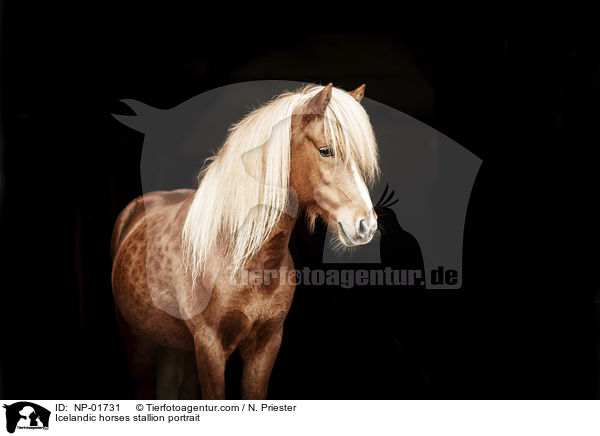 Isl�nder Hengst Portrait / Icelandic horses stallion portrait / NP-01731