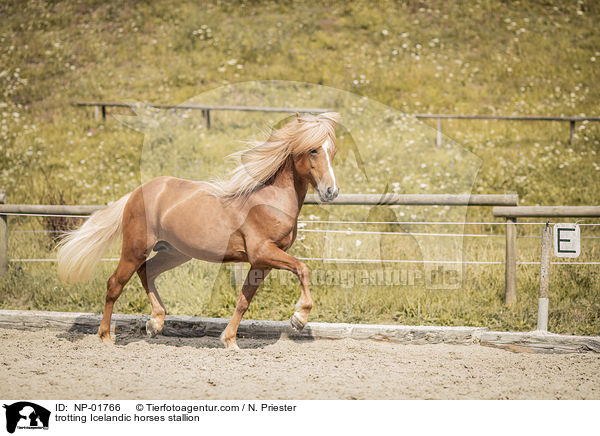 trabender Islnder Hengst / trotting Icelandic horses stallion / NP-01766