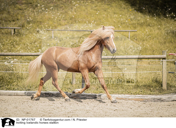 trabender Islnder Hengst / trotting Icelandic horses stallion / NP-01767