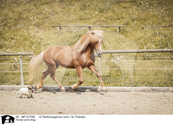 Pferd und Hund / horse and dog / NP-01768