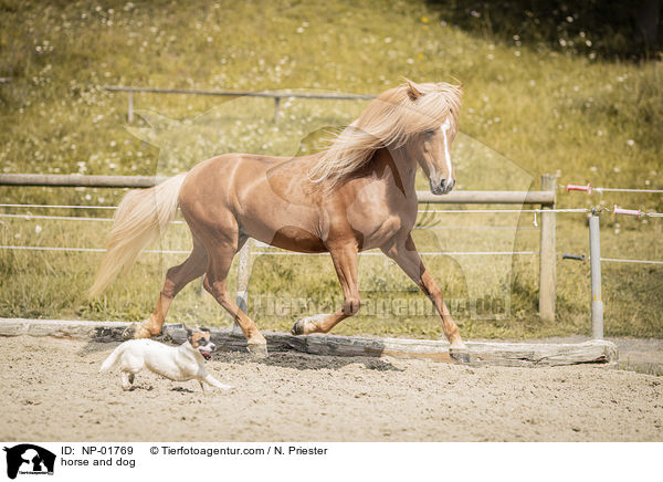 Pferd und Hund / horse and dog / NP-01769