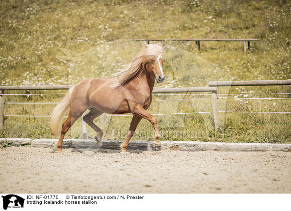 trabender Islnder Hengst / trotting Icelandic horses stallion / NP-01770