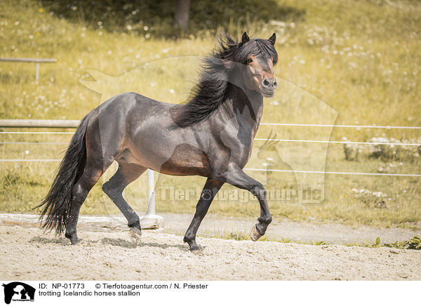 trabender Islnder Hengst / trotting Icelandic horses stallion / NP-01773