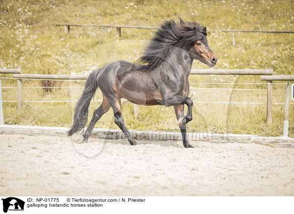 galoppierender Islnder Hengst / galloping Icelandic horses stallion / NP-01775