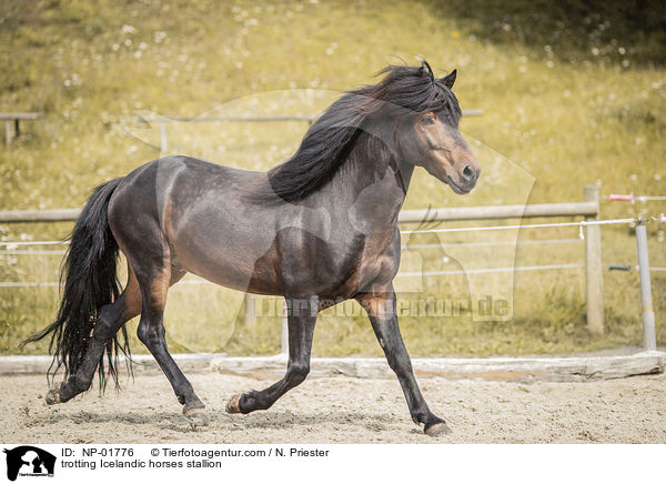 trabender Islnder Hengst / trotting Icelandic horses stallion / NP-01776