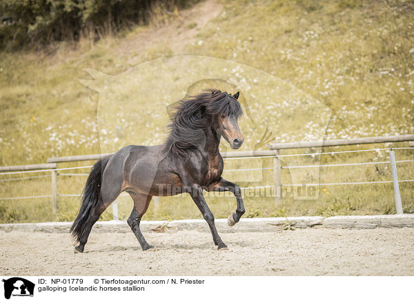 galoppierender Islnder Hengst / galloping Icelandic horses stallion / NP-01779