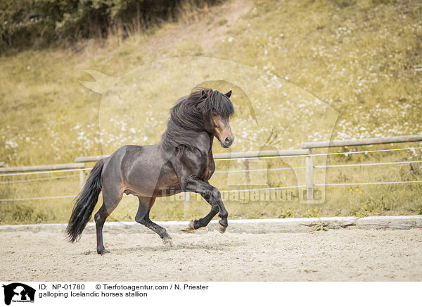 galoppierender Islnder Hengst / galloping Icelandic horses stallion / NP-01780