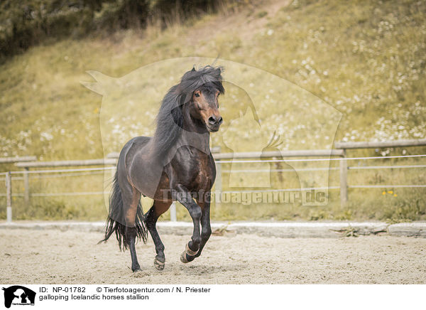 galoppierender Islnder Hengst / galloping Icelandic horses stallion / NP-01782