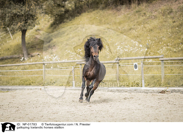 galoppierender Islnder Hengst / galloping Icelandic horses stallion / NP-01783
