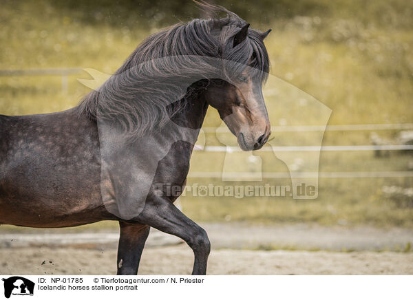 Icelandic horses stallion portrait / NP-01785