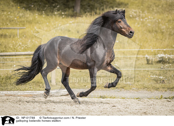 galoppierender Islnder Hengst / galloping Icelandic horses stallion / NP-01788