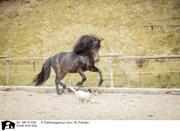 horse and dog / NP-01790