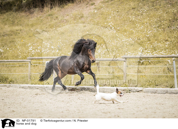 horse and dog / NP-01791