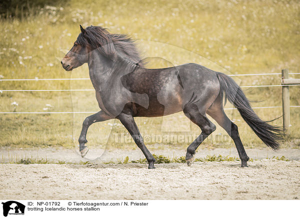 trabender Islnder Hengst / trotting Icelandic horses stallion / NP-01792