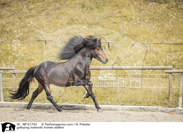 galoppierender Islnder Hengst / galloping Icelandic horses stallion / NP-01793