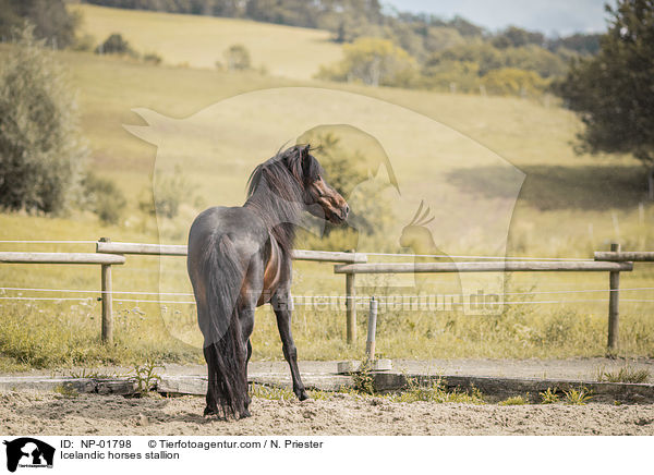 Islnder Hengst / Icelandic horses stallion / NP-01798