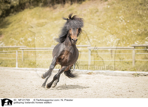 galoppierender Islnder Hengst / galloping Icelandic horses stallion / NP-01799