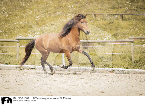 Islnder Stute / Icelandic horse mare / NP-01801