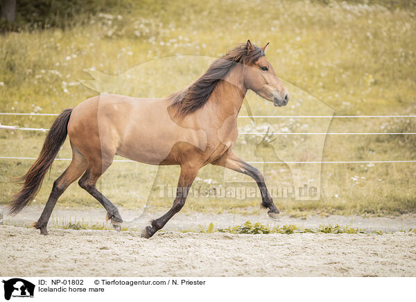 Icelandic horse mare / NP-01802