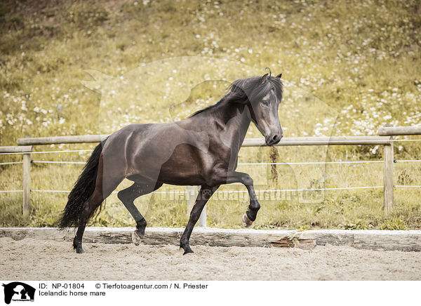Islnder Stute / Icelandic horse mare / NP-01804