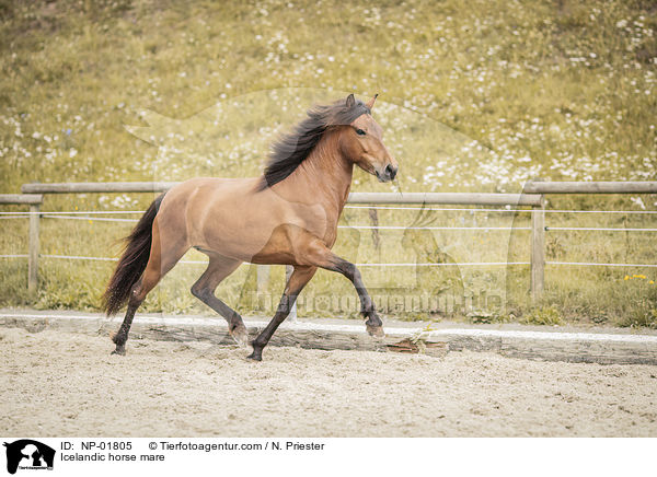 Islnder Stute / Icelandic horse mare / NP-01805