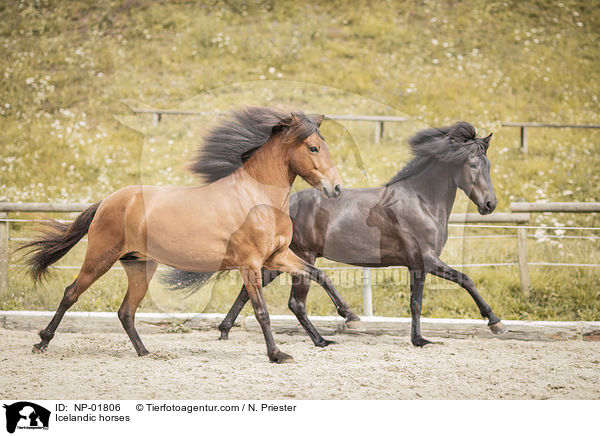 Islnder / Icelandic horses / NP-01806