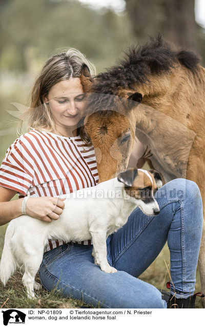 woman, dog and Icelandic horse foal / NP-01809