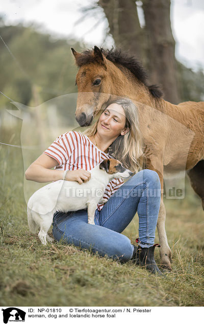 woman, dog and Icelandic horse foal / NP-01810