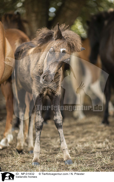 Islnder / Icelandic horses / NP-01832