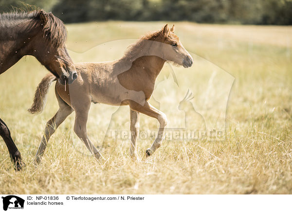 Islnder / Icelandic horses / NP-01836